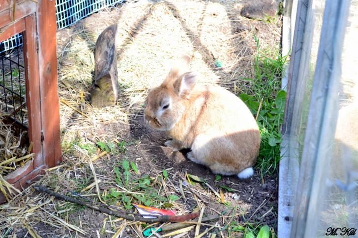 Kanin *Ninus* - Ninus, 2 år gammel, maj 2011 :) billede 5