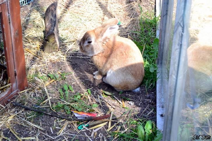 Kanin *Ninus* - Ninus, 2 år gammel, maj 2011 :) billede 6