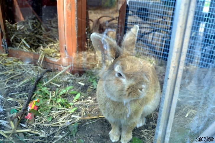 Kanin *Ninus* - Ninus, 2 år gammel, maj 2011 :) billede 7