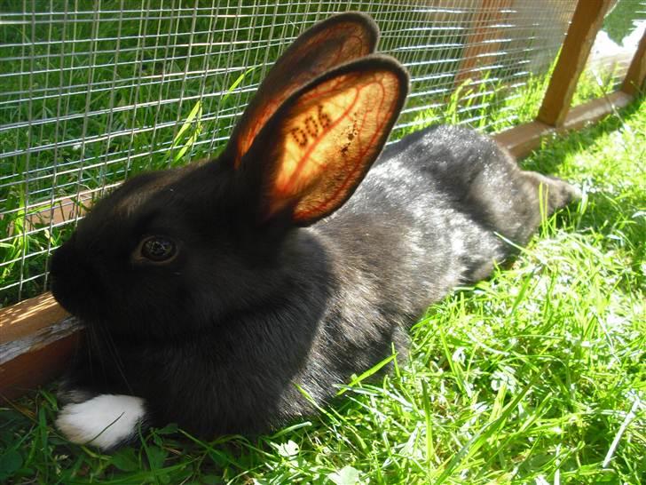 Kanin Sofiagaardens Rubber ball billede 3