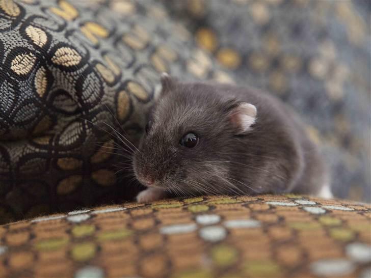 Dværghamster Shirly - "Hey jeg føler mig lidt mast" billede 1