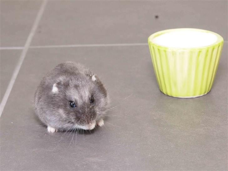 Dværghamster Shirly billede 2