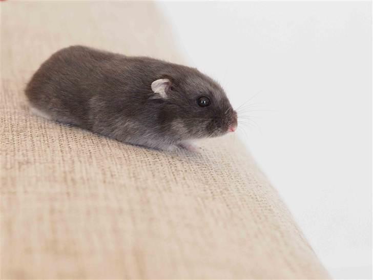 Dværghamster Shirly billede 3