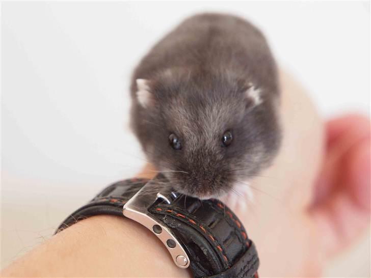 Dværghamster Shirly - "h-hvad er det du laver?" billede 5