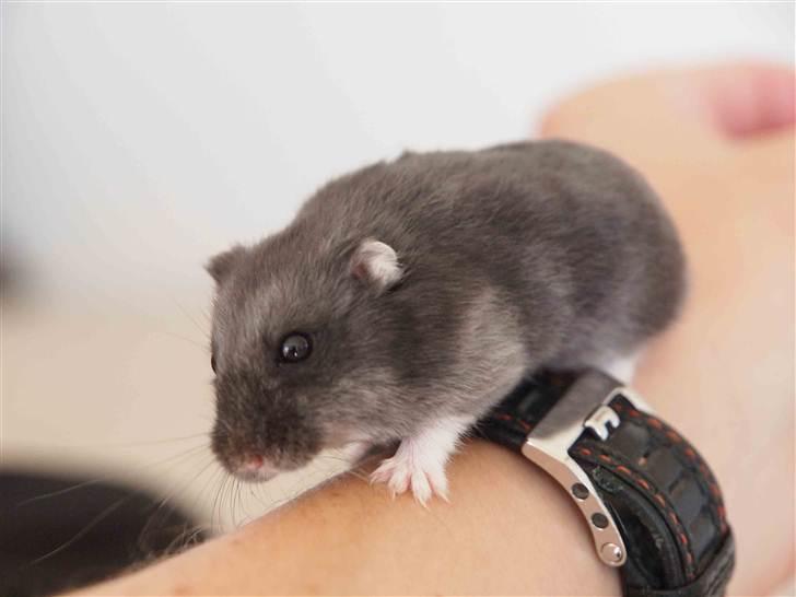 Dværghamster Shirly - "skal jeg hoppe, eller skal jeg ikke?" billede 6