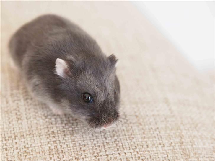 Dværghamster Shirly billede 7