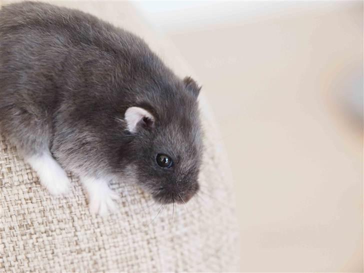 Dværghamster Shirly - ååååh nej!!! hun glider. billede 8