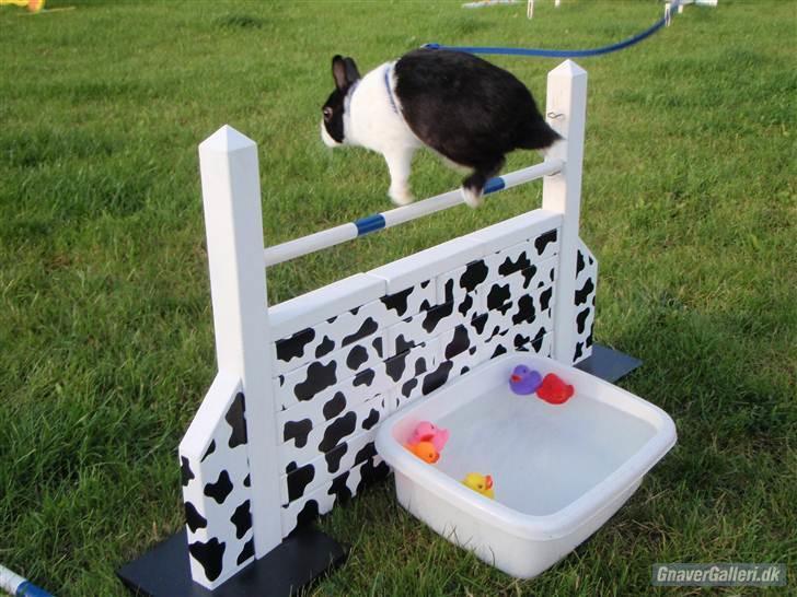 Kanin Ålbækkegårds Herbert Andersen billede 17