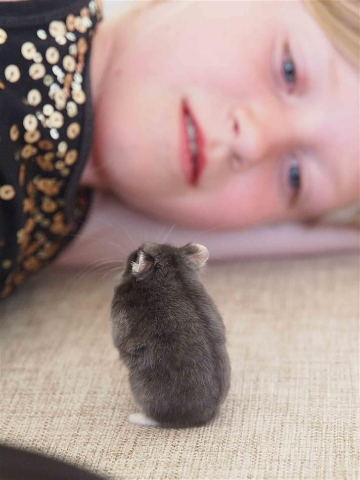 Dværghamster Shirly - "øh hvad sker der?" billede 9