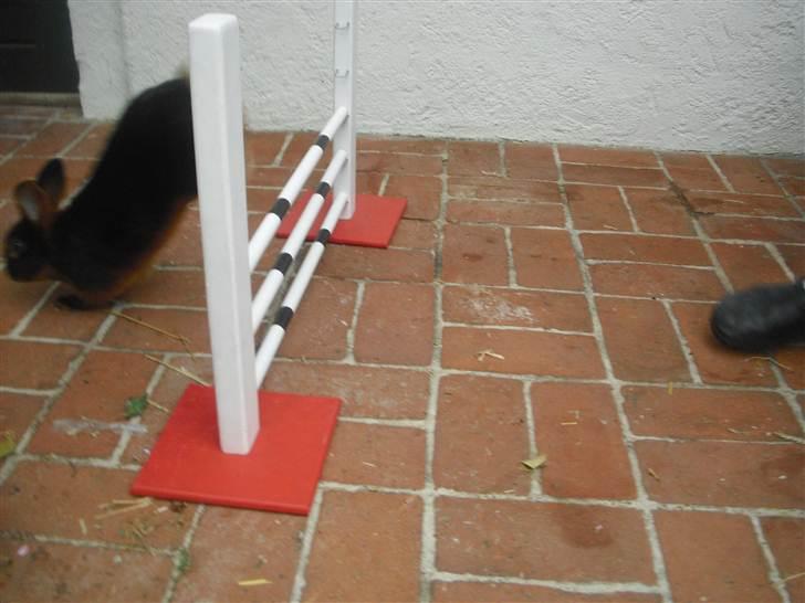 Kanin Buddh billede 14