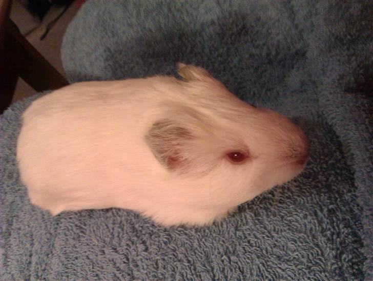 Marsvin Sif ~ lille fis billede 1