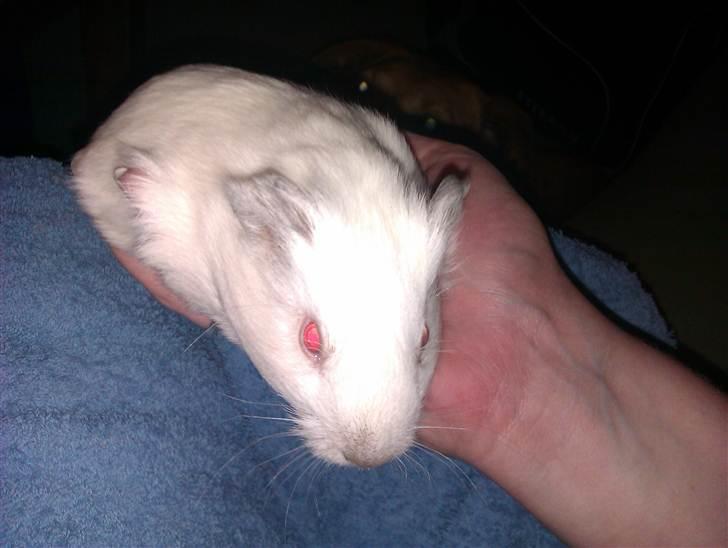 Marsvin Sif ~ lille fis billede 2