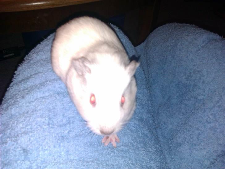 Marsvin Sif ~ lille fis billede 3