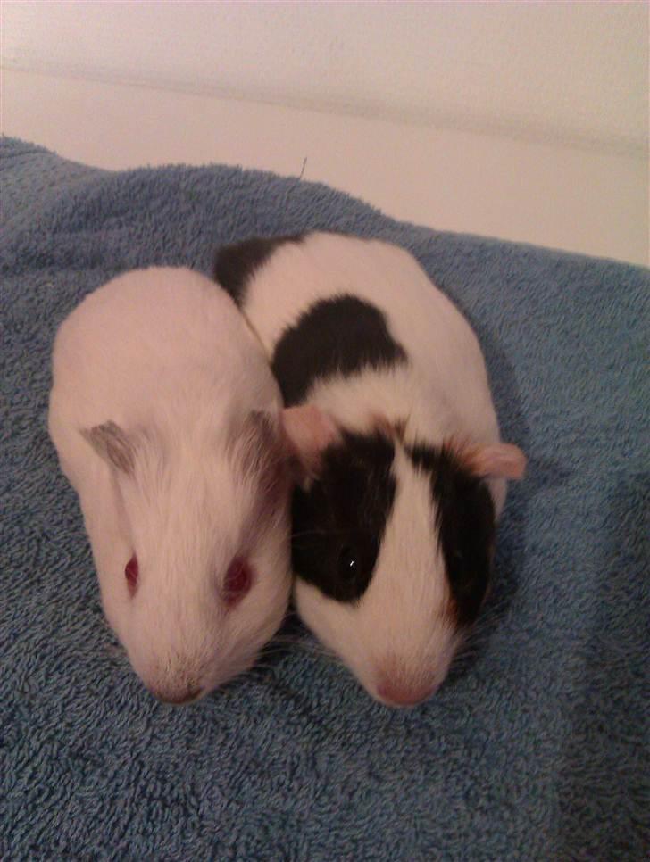 Marsvin Sif ~ lille fis billede 4