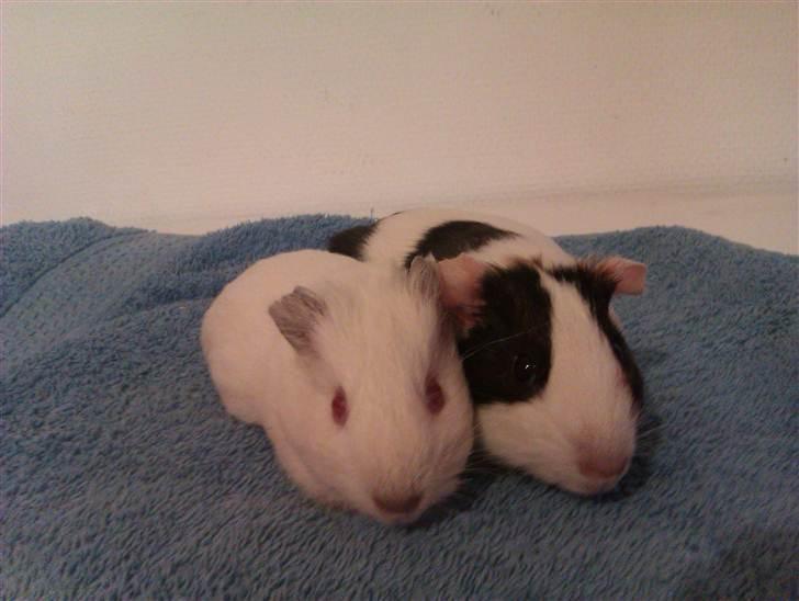 Marsvin Sif ~ lille fis billede 5