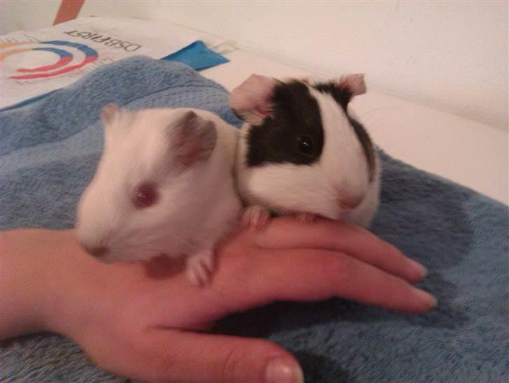 Marsvin Sif ~ lille fis billede 6