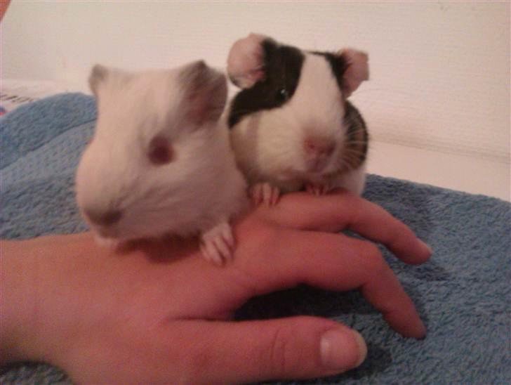 Marsvin Sif ~ lille fis billede 7