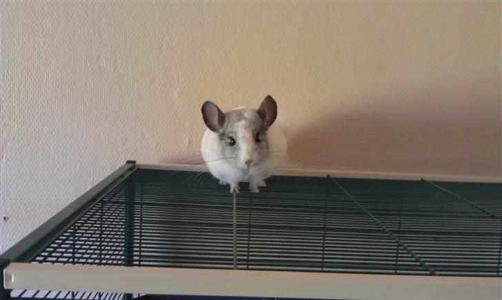 Chinchilla Basil billede 1