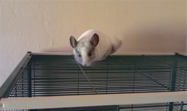 Chinchilla Basil billede 2