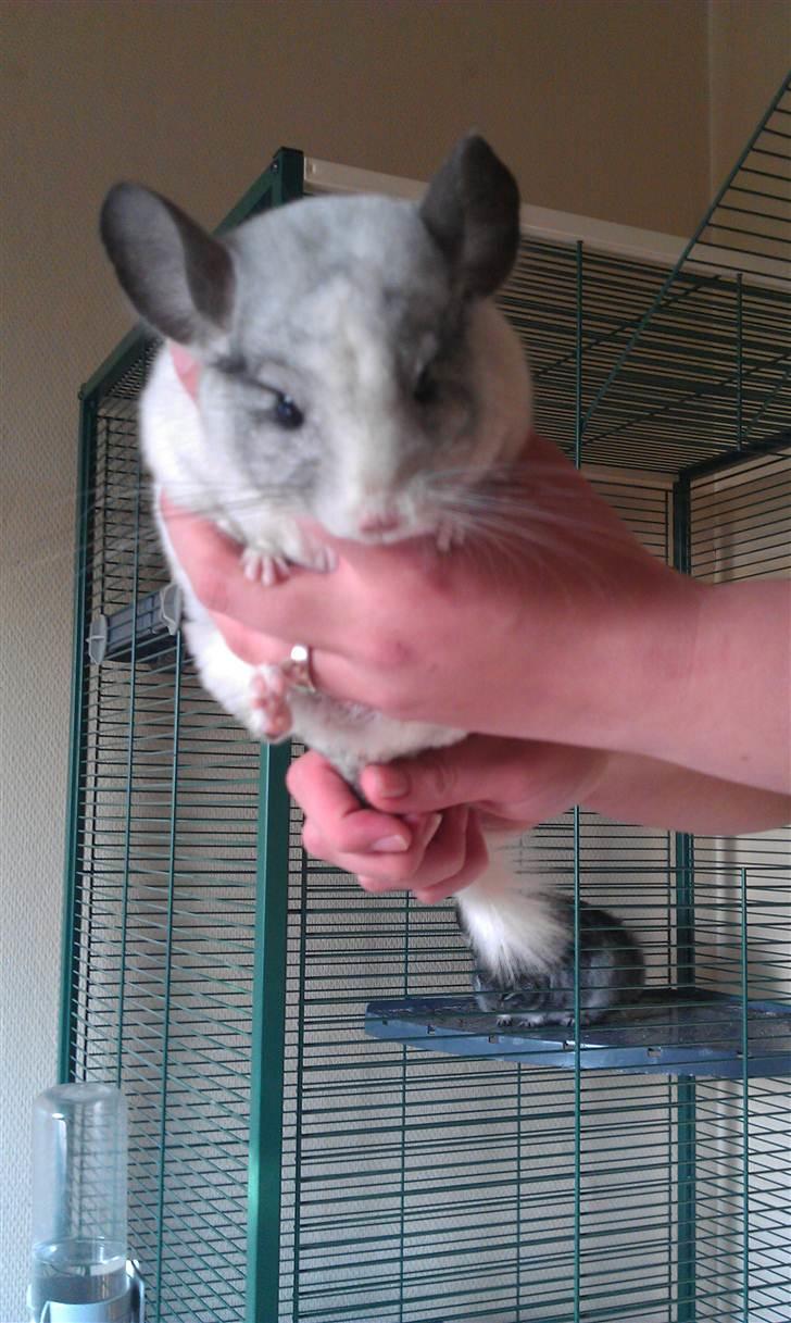 Chinchilla Basil billede 3