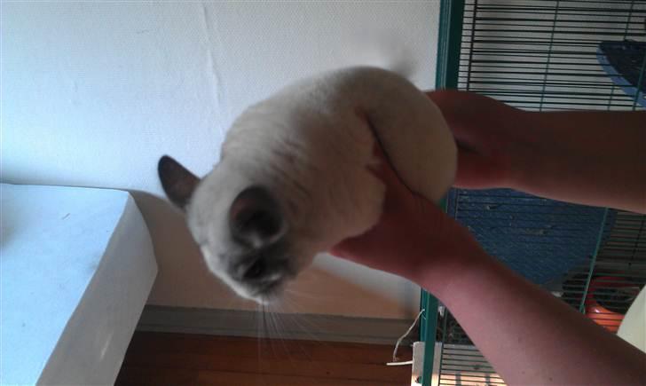 Chinchilla Basil billede 4
