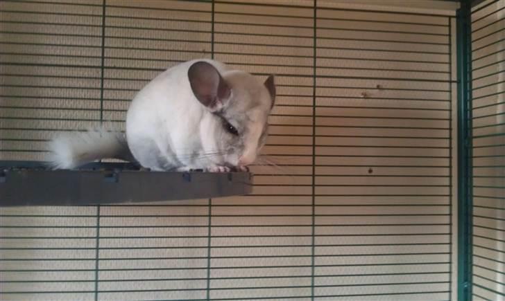 Chinchilla Basil billede 5