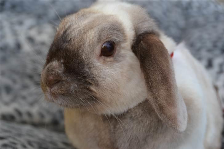 Kanin Eliot - foto:mig billede 1