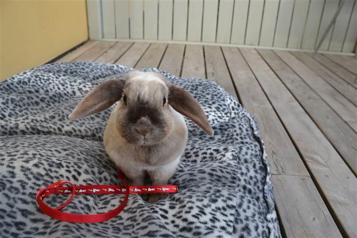 Kanin Eliot - forfra foto:mig billede 2