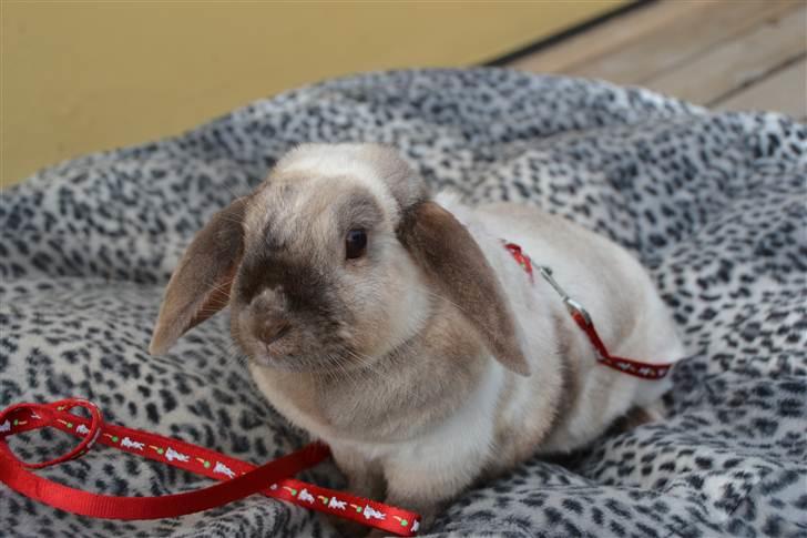 Kanin Eliot - foto:mig billede 3
