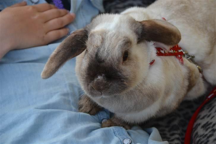 Kanin Eliot - han er så sød! foto: mor billede 5