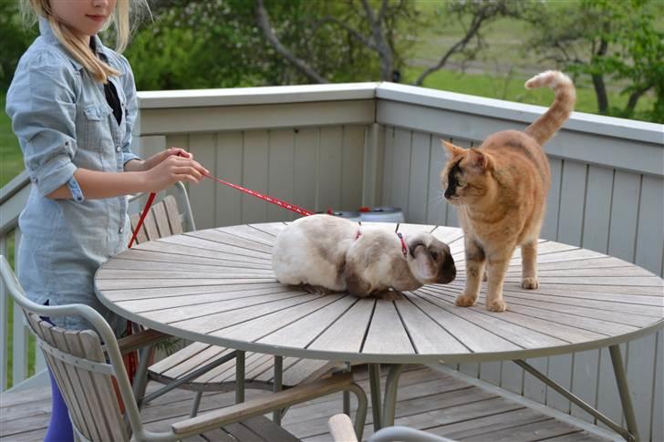 Kanin Eliot - hilser på tigerstribe foto:mor billede 6