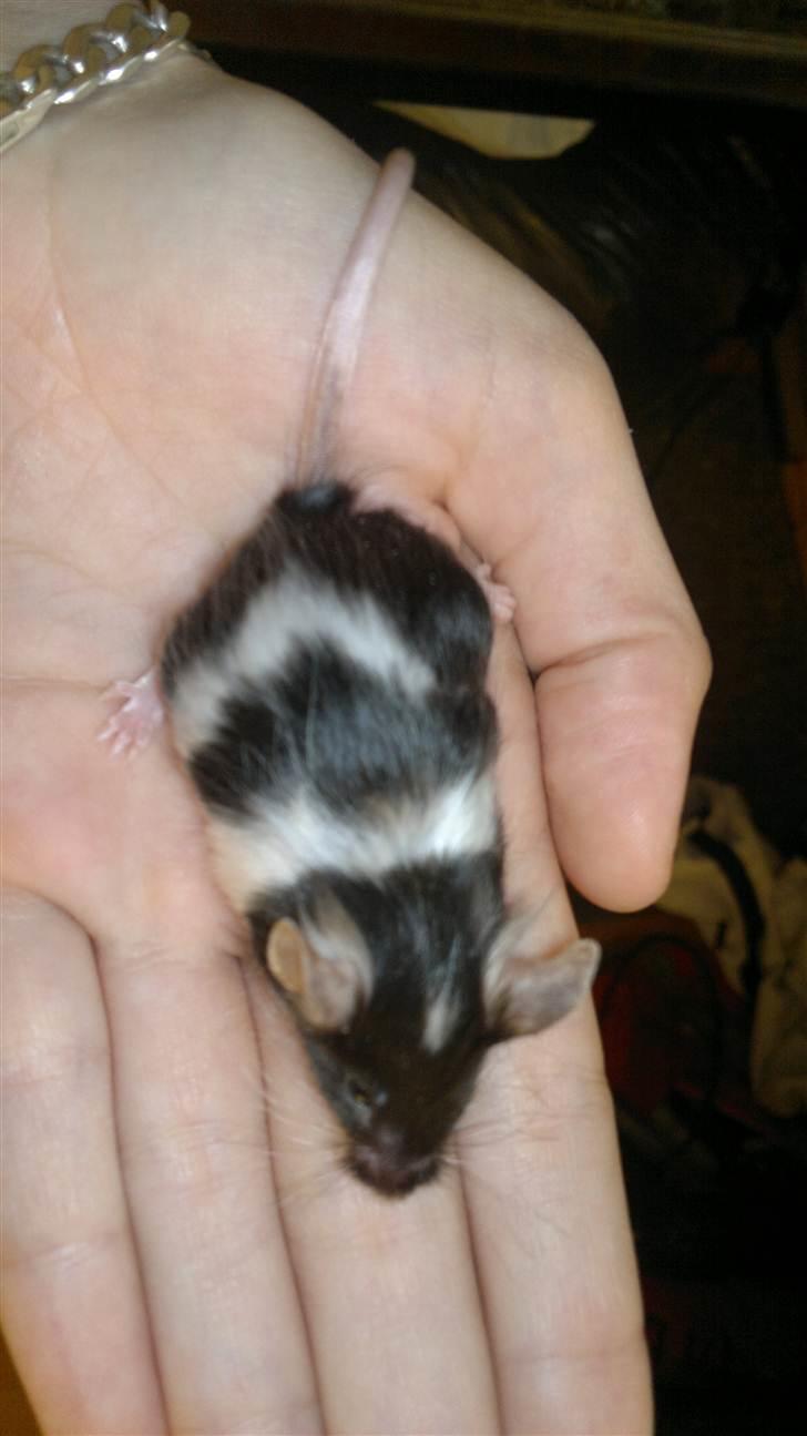 Mus Nelly billede 10