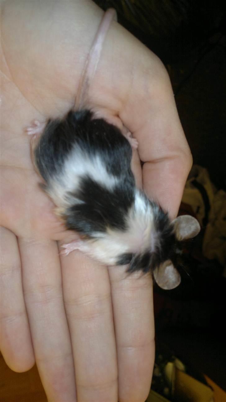 Mus Nelly billede 11