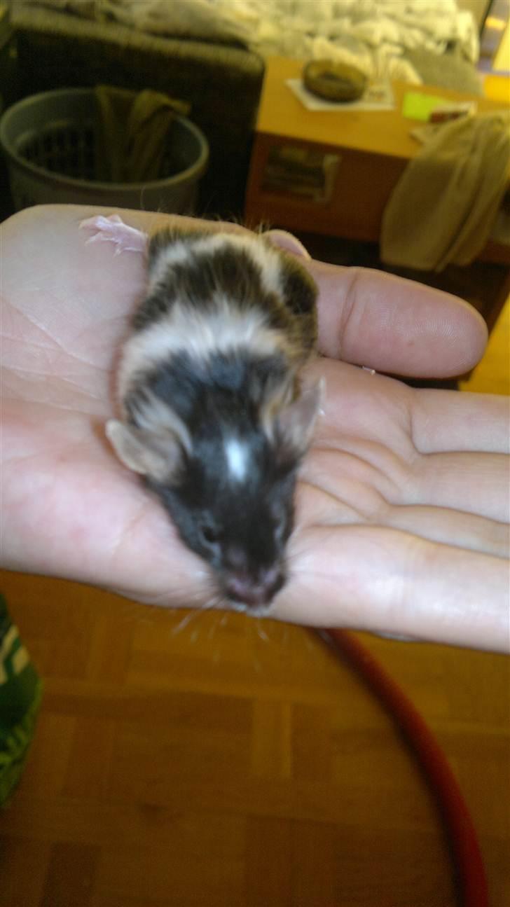 Mus Nelly billede 12