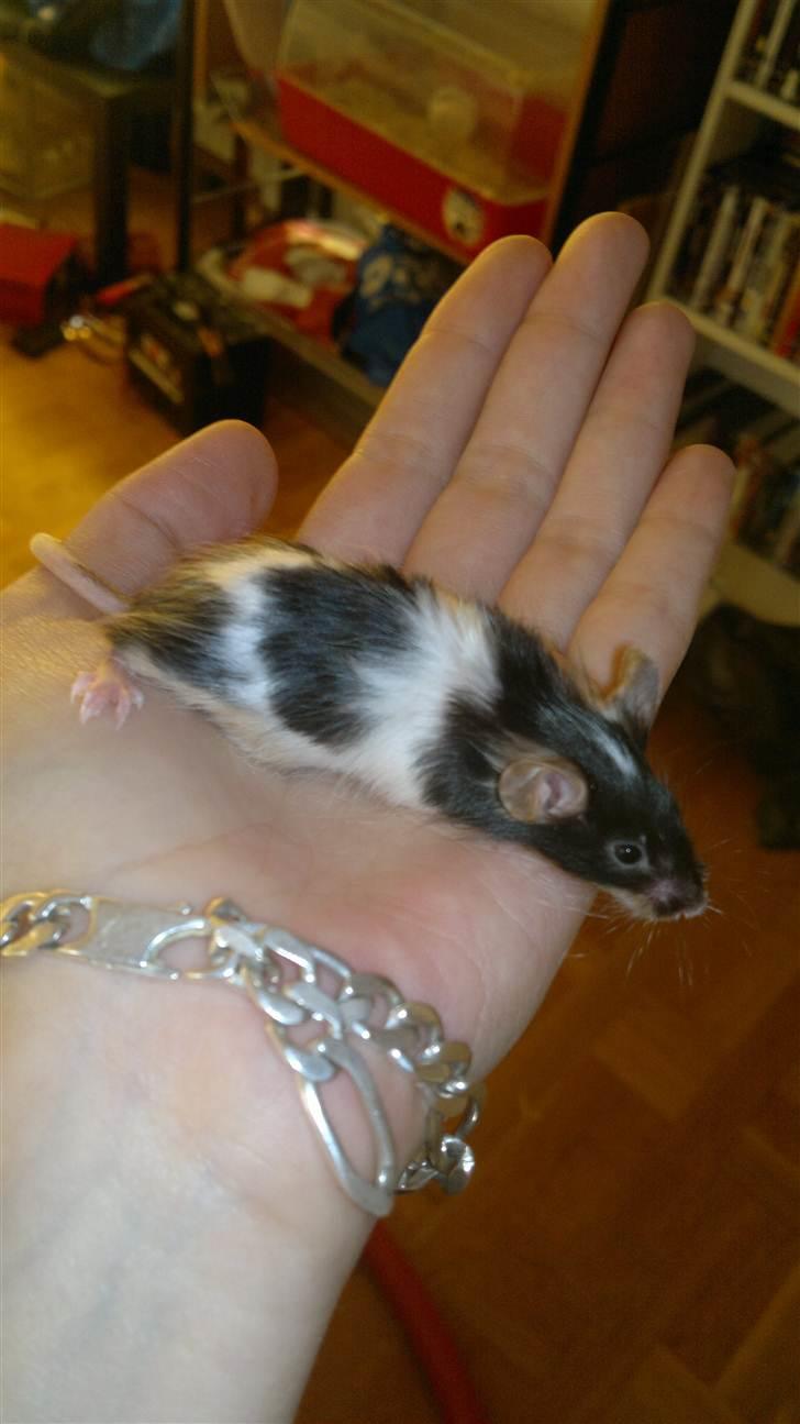 Mus Nelly billede 13