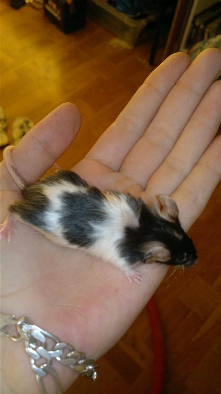 Mus Nelly billede 14