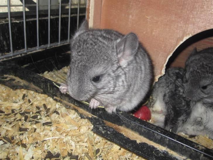 Chinchilla Wilma *aflivet d. 04-06-2012* - 11/5-11   4 uger gammel  billede 16