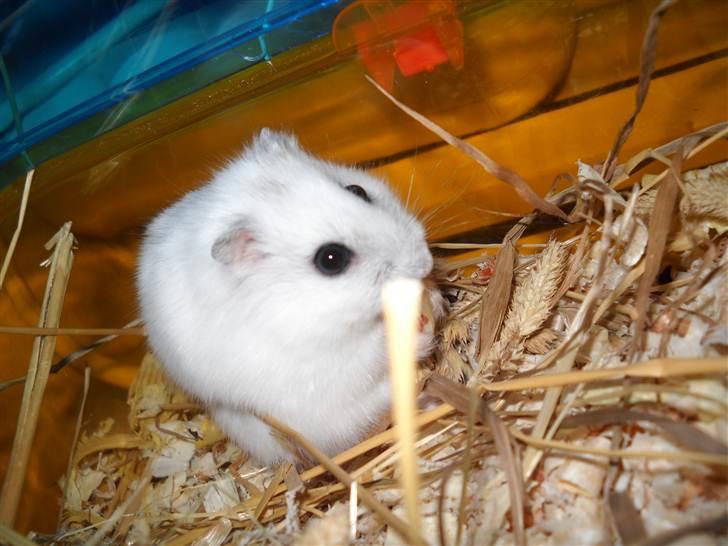 Dværghamster spunk (løbet væk) billede 10