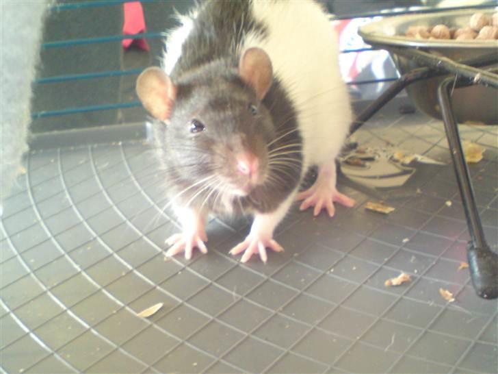 Tamrotte Stich billede 3