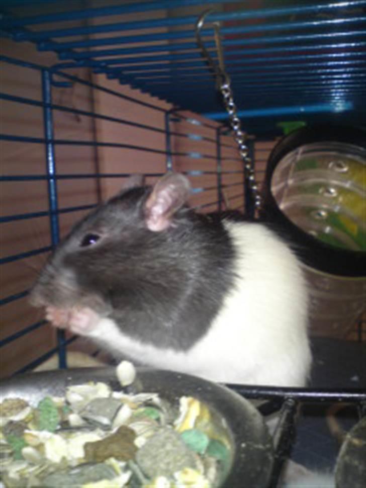 Tamrotte Stich billede 4