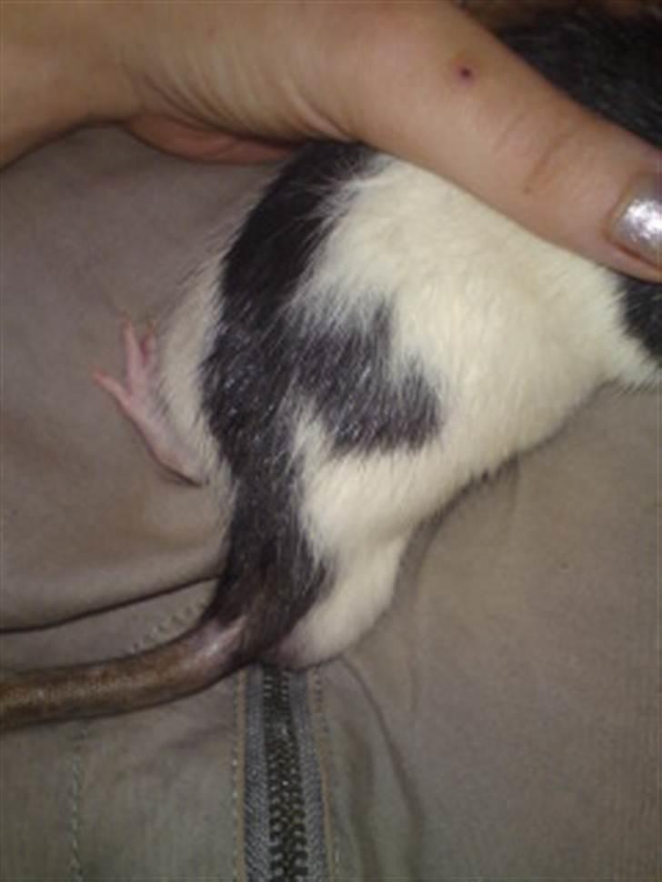 Tamrotte Stich billede 5