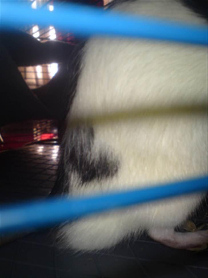 Tamrotte Stich billede 6