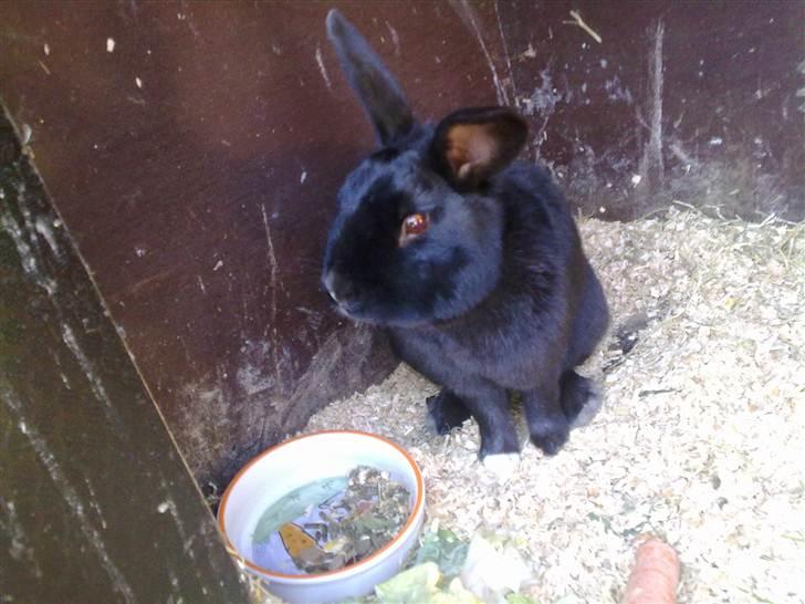 Kanin Ninus billede 1