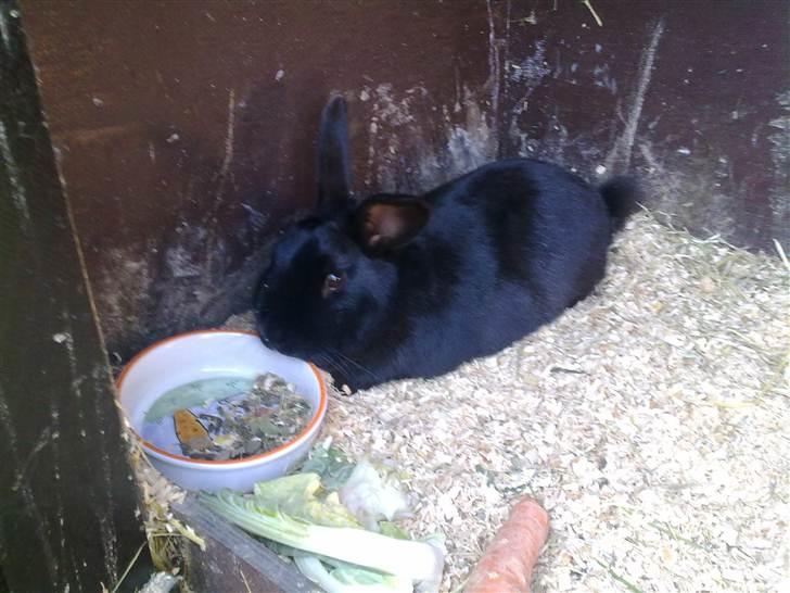 Kanin Ninus billede 2