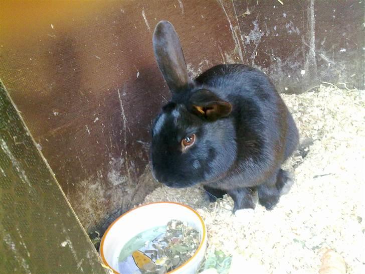 Kanin Ninus billede 3