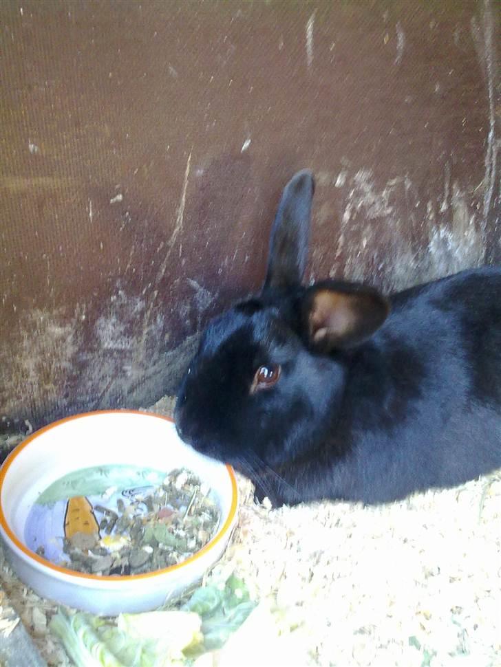 Kanin Ninus billede 4