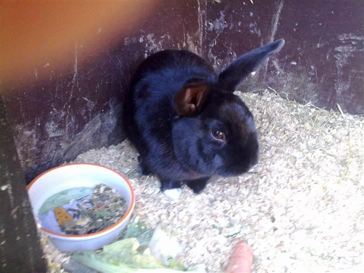 Kanin Ninus billede 5