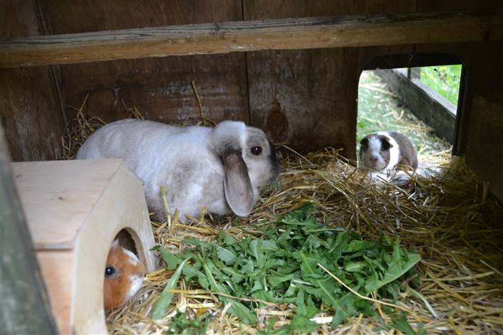 Kanin Eliot - spiser grønt:) man kan se molly og tilde i bagrunden:)foto:mig billede 7