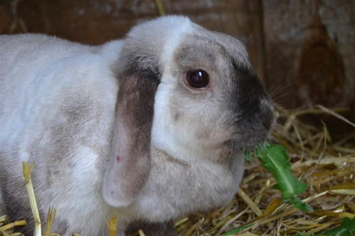 Kanin Eliot - nam nam!:) billede 8