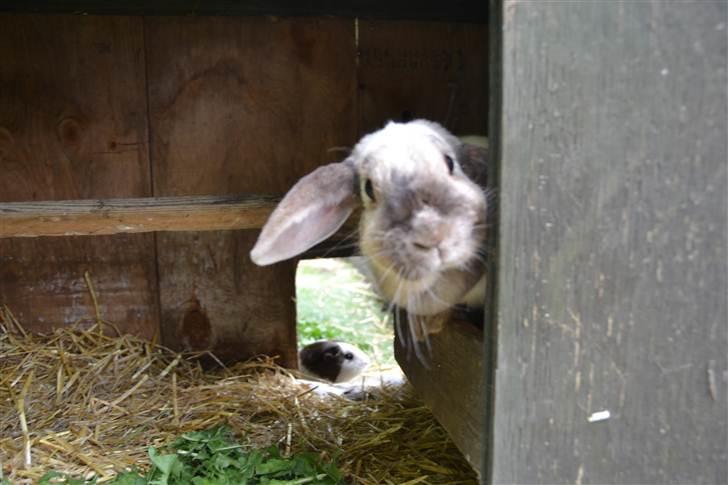 Kanin Eliot - hej med dig! foto:mig billede 9